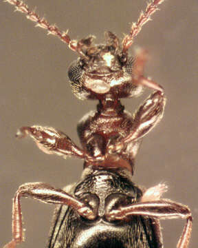 Image of Narrow-necked Grain Beetle