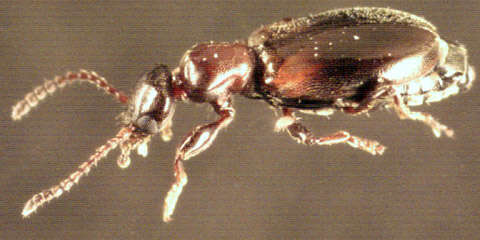 Image of Narrow-necked Grain Beetle