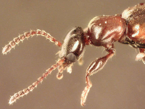 Image of Narrow-necked Grain Beetle