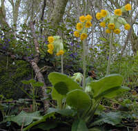 Image of Cowslip