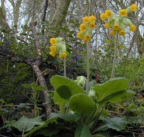 Image of Cowslip