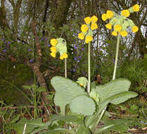 Image of Cowslip