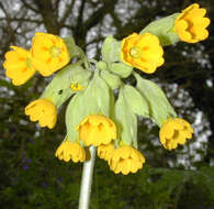 Image of Cowslip