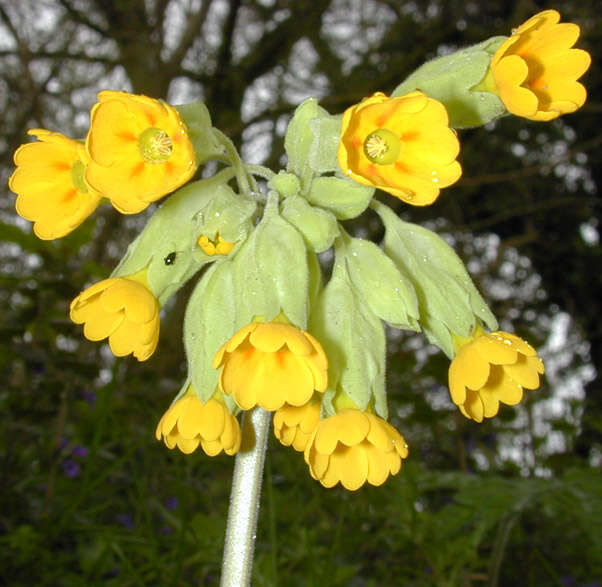 Image of Cowslip