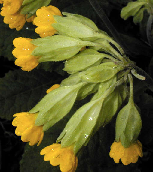 Image of Cowslip