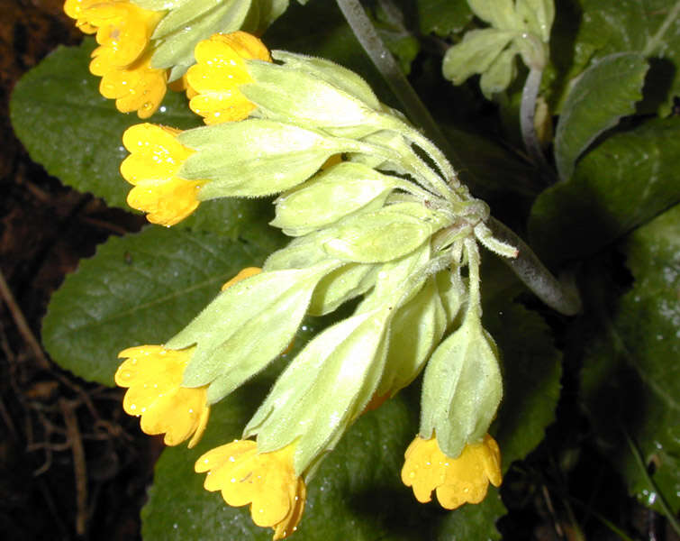 Image of Cowslip