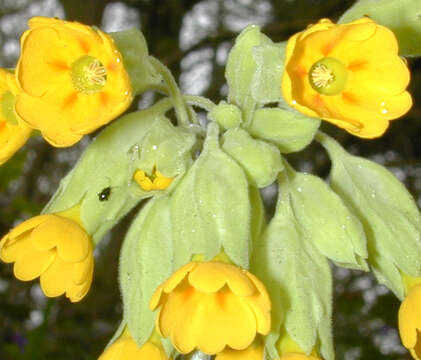 Image of Cowslip