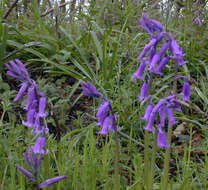 Image of Common Bluebell