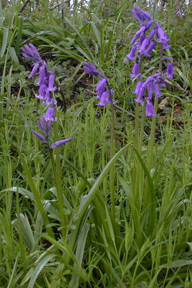 Image of Common Bluebell