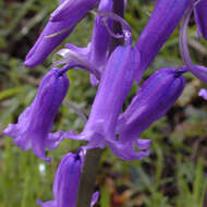 Image of Common Bluebell