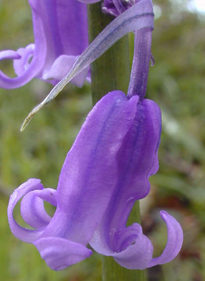 Image of Common Bluebell