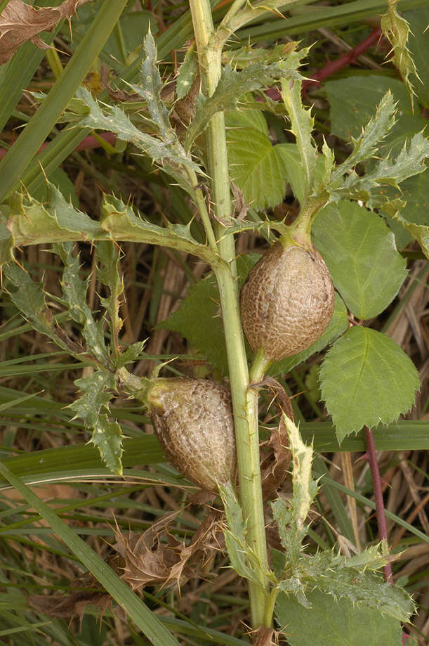 Image of Urophora cardui (Linnaeus 1758)