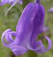 Image of Common Bluebell