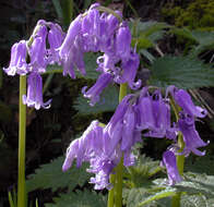 Image of Common Bluebell