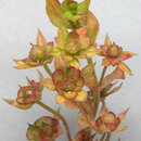 Image of Anagallis arvensis subsp. arvensis