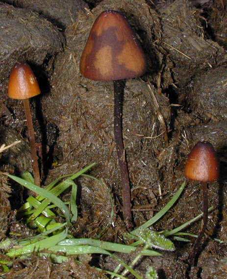 Image of Bolbitiaceae