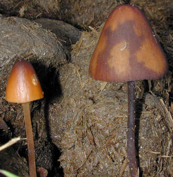 Image of Conocybe pubescens (Gillet) Kühner 1935