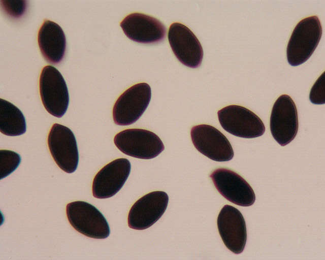 Image de Panaeolus semiovatus (Sowerby) S. Lundell & Nannf. 1938