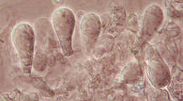 Image de Panaeolus semiovatus (Sowerby) S. Lundell & Nannf. 1938