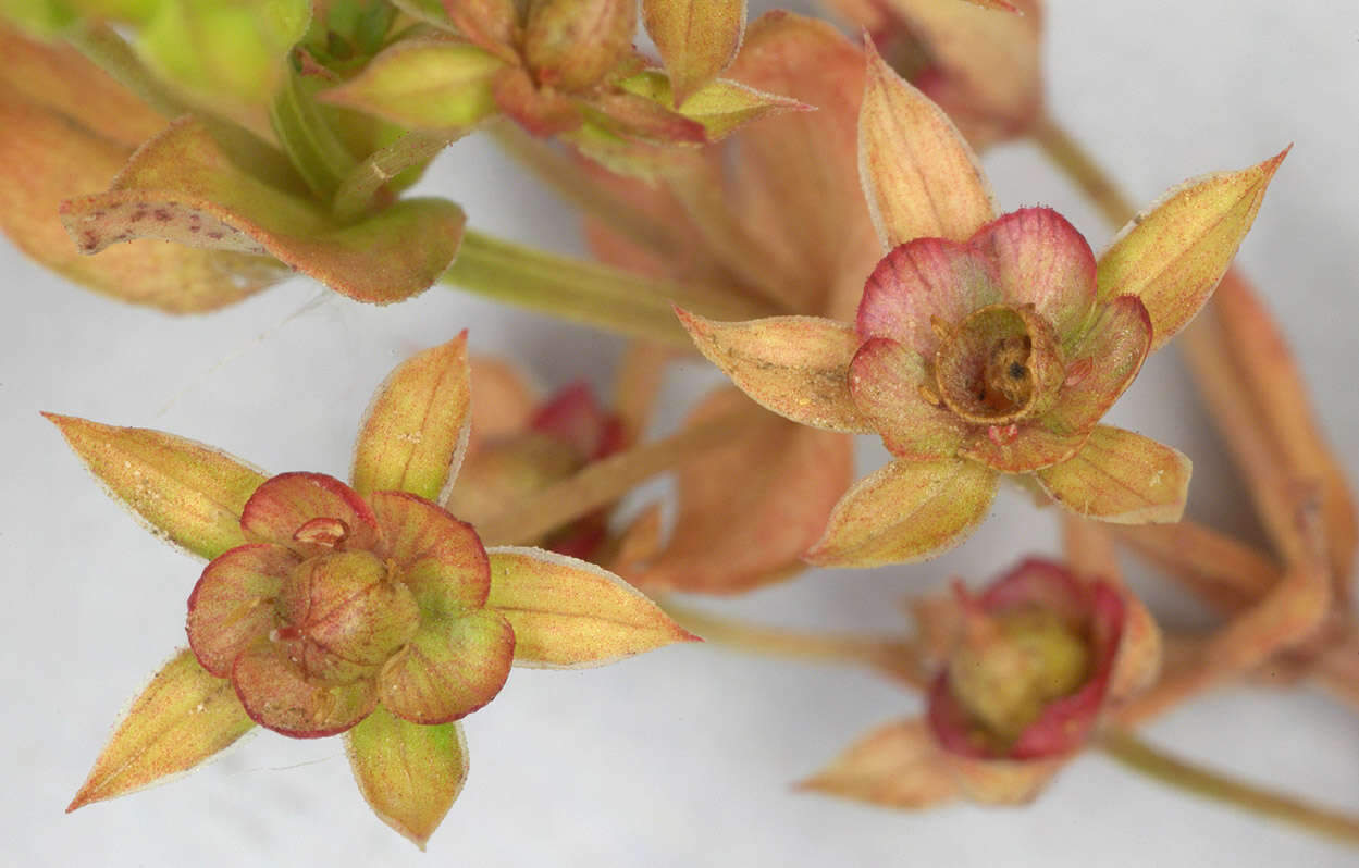 Image of Anagallis arvensis subsp. arvensis