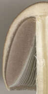Image of Egghead Mottlegill