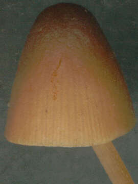 Image of Conocybe pubescens (Gillet) Kühner 1935