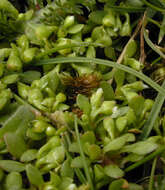 Image of Fountain Candy-Flower