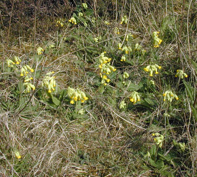 Image of Cowslip