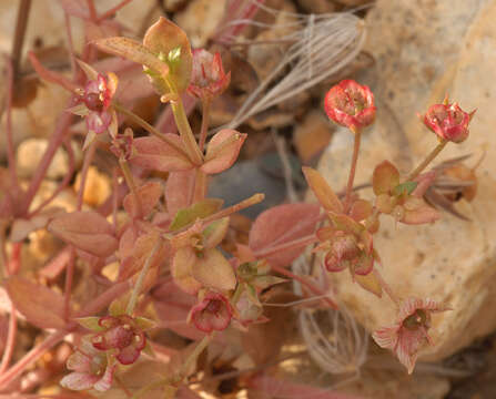 Plancia ëd Anagallis arvensis subsp. arvensis