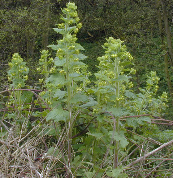 Scrophularia vernalis L. resmi