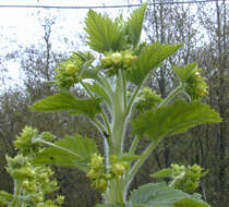 Scrophularia vernalis L. resmi