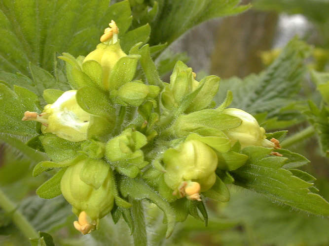 Scrophularia vernalis L. resmi