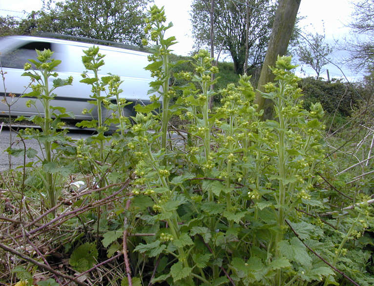 Scrophularia vernalis L. resmi