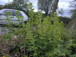 Scrophularia vernalis L. resmi