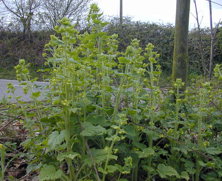 Image de Scrophularia vernalis L.