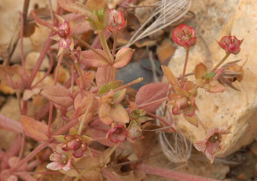 Plancia ëd Anagallis arvensis subsp. arvensis