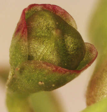 Image of Fountain Candy-Flower