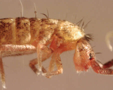 Image of Springtail