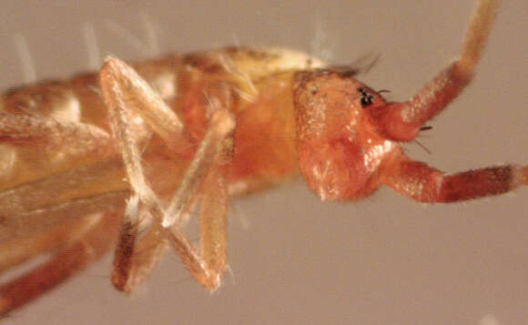 Image of Springtail