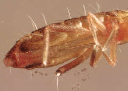 Image of Springtail