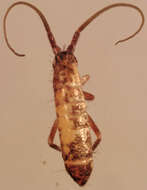 Image of Springtail