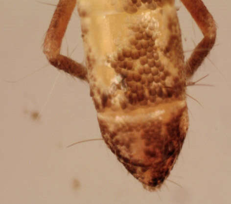 Image of Springtail