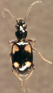 Plancia ëd Bembidion (Nepha) genei Küster 1847