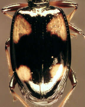 Plancia ëd Bembidion (Nepha) genei Küster 1847