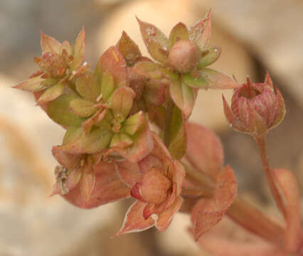 Plancia ëd Anagallis arvensis subsp. arvensis