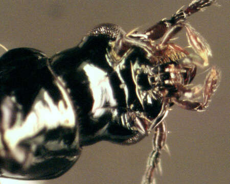 Plancia ëd Bembidion (Nepha) genei Küster 1847