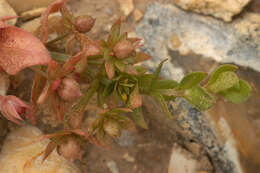 Image of Anagallis arvensis subsp. arvensis