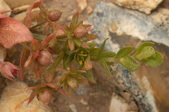 Plancia ëd Anagallis arvensis subsp. arvensis