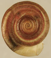 Image of Anisus leucostoma (Millet 1813)