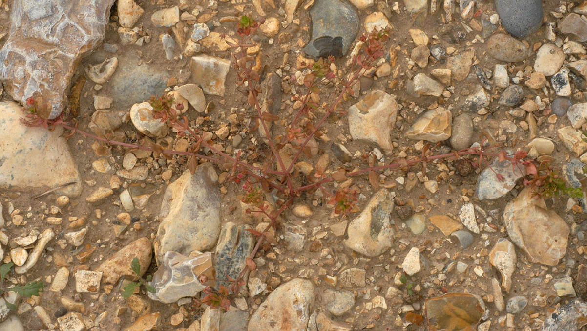 Plancia ëd Anagallis arvensis subsp. arvensis